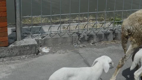 Sheep walking by the river Stock-Footage 212546315