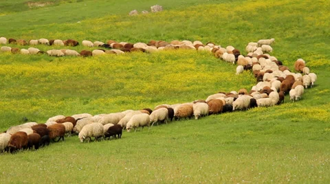 Sheep walking in a roll Stock Footage 33877985