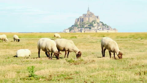 Sheep walking in salt marsh around Mont Saint-Michel Stock Footage 94419905