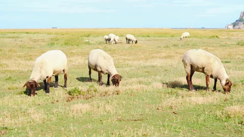 Sheep walking in salt marsh around Mont Saint-Michel Stock Footage 94420055