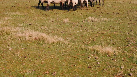 Sheep walking in salt marsh around Mont Saint-Michel Stock Footage 94420579