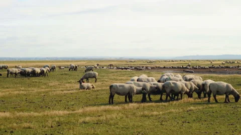 Sheep walking in salt marsh around Mont Saint-Michel 動画素材 94420680