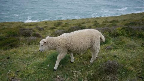 A sheep walking by the sea Stock Photos