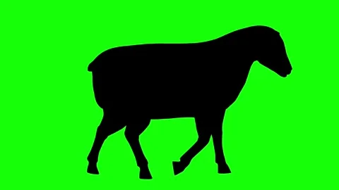 Sheep walking silhouette side view animation on bright green screen background Stock Footage 314563727