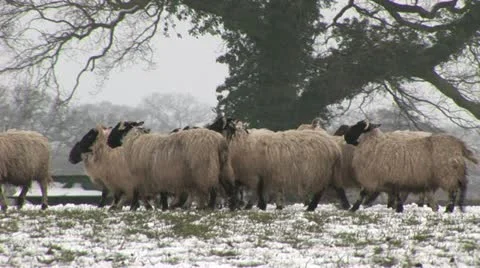 Sheep walking in the snow Stock Footage 22250857