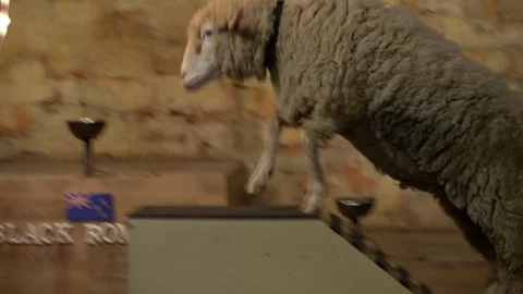 A sheep walking up to the stairs, perform a jumping flaming hoop in circus show. Stock-Footage 301686982
