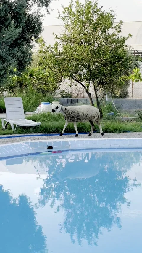 Sheep walking by swimming pool Stock Footage 342282423