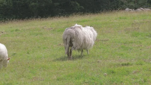 Sheep walking through green field with a baby lamp Stock Footage 98744584