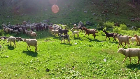 Sheep Walking Through Green Mountain Valley Landscape Stock Footage 324567539