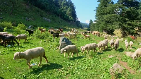 Sheep Walking Through Green Mountain Valley Landscape Stock Footage 324567698