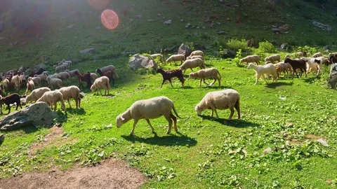Sheep Walking Through Green Mountain Valley Landscape Stock Footage 324567738