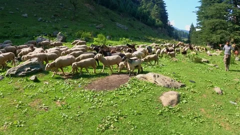 Sheep Walking Through Green Mountain Valley Landscape Stock Footage 324567920