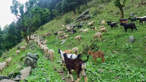 Sheep Walking Through Green Mountain Valley Landscape Stock Footage 324569780