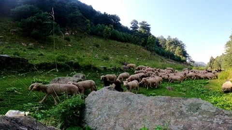 Sheep Walking Through Green Mountain Valley Landscape Stock Footage 324569834