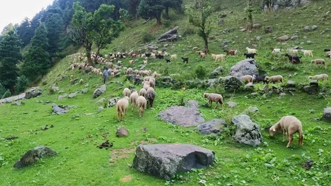 Sheep Walking Through Green Mountain Valley Landscape Stock Footage 324569881
