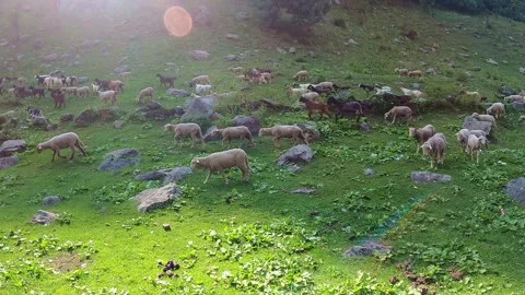 Sheep Walking Through Green Mountain Valley Landscape Stock Footage 324570745