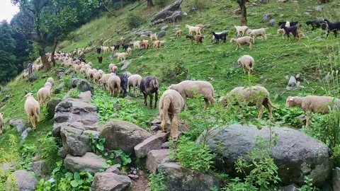 Sheep Walking Through Green Mountain Valley Landscape Stock Footage 324571149