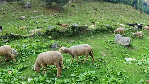 Sheep Walking Through Green Mountain Valley Landscape Stock Footage 324572615