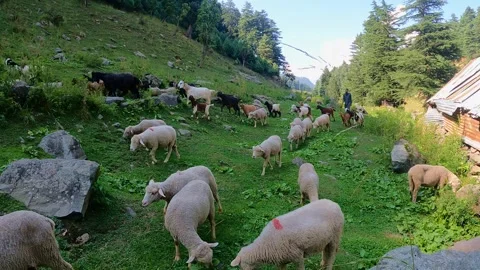 Sheep Walking Through Green Mountain Valley Landscape Stock Footage 324575449