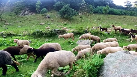 Sheep Walking Through Green Mountain Valley Landscape Stock Footage 324575950
