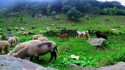 Sheep Walking Through Green Mountain Valley Landscape Stock Footage 324601014