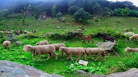 Sheep Walking Through Green Mountain Valley Landscape Stock Footage 324605580