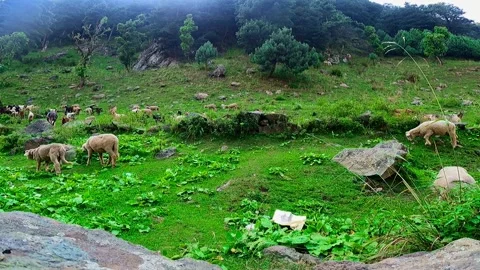 Sheep Walking Through Green Mountain Valley Landscape Stock Footage 324605663