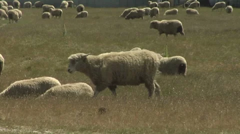Sheep walking through a paddock Stock Footage 8509788
