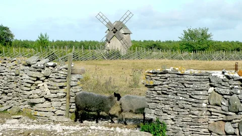 Sheep walking through a stone wall gate on island Faro, Gotland, Sweden Stock Footage 78166656