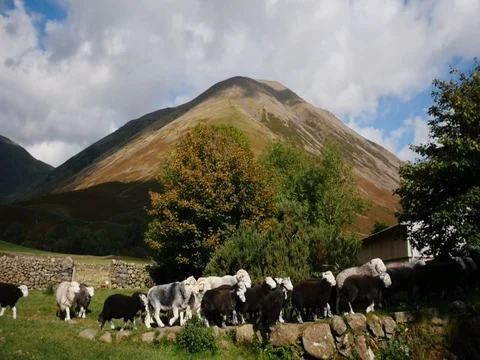 Sheep Walking together mountain background Stock Footage 82662898