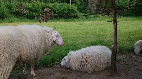 Sheep Walking By Tree Sheep Lying In Rest Stock Footage 196163021