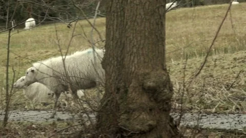 SHEEP walks Stock Footage 170017158