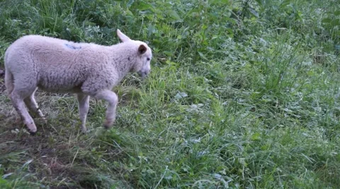 Sheep walks over grass Stock Footage 49040960