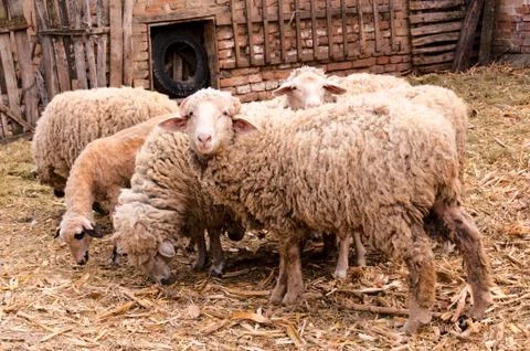 Sheep watch Stock Photos