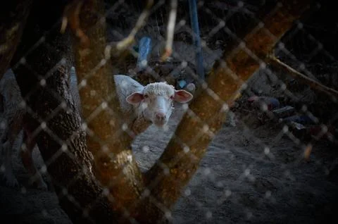 A sheep watching from behind a tree trunk 스톡 사진
