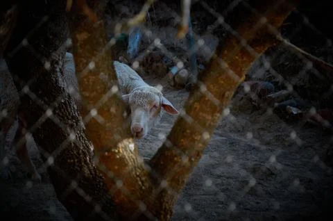A sheep watching from behind a tree trunk 스톡 사진