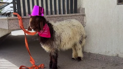 Sheep wearing pink top hat and bandana Stock Footage 336763715