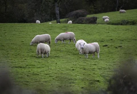 Sheep in a Welsh field Stock Photos