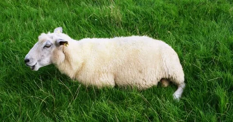 Sheep in Westerhever in Germany Stock Footage 68494988