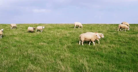 Sheep in Westerhever in Germany Stock-Footage 68495554