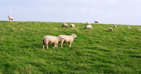Sheep in Westerhever in Germany Stock Footage 68500848