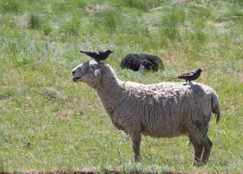 Sheep on which sit two rooks. Stock Photos