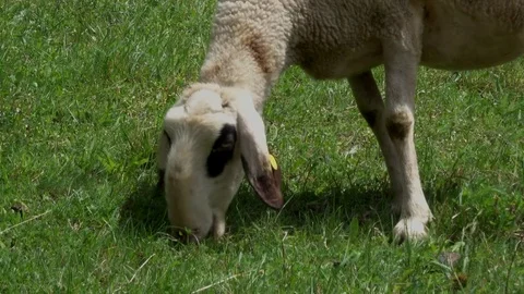 Sheep, white Sheep grazing Stock Footage 83464311