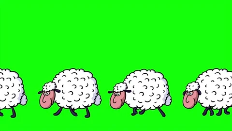 Sheep white walking one after another in one line isolated greenbox Stock Footage 243222860