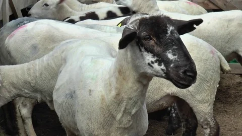 Sheep wiggling Ears 스톡 동영상 79759612