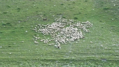 Sheep in wild narue Stock Footage 141952193