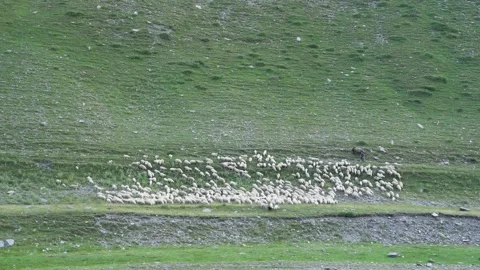 Sheep in wild nature Stock Footage 141952170