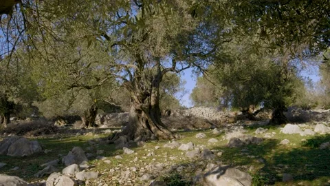 Sheep in a wild olive grove Stock Footage 143562044