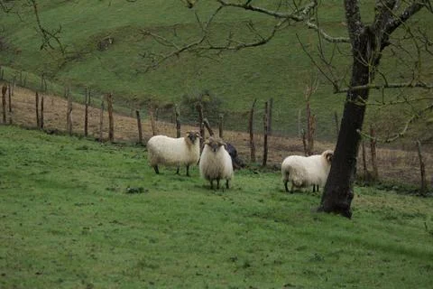 Sheep in the wild Stock Photos