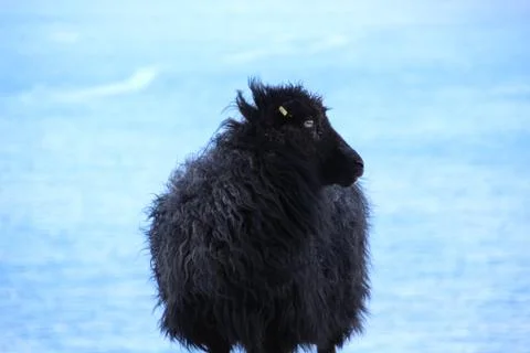 Sheep in the wilderness Stock Photos